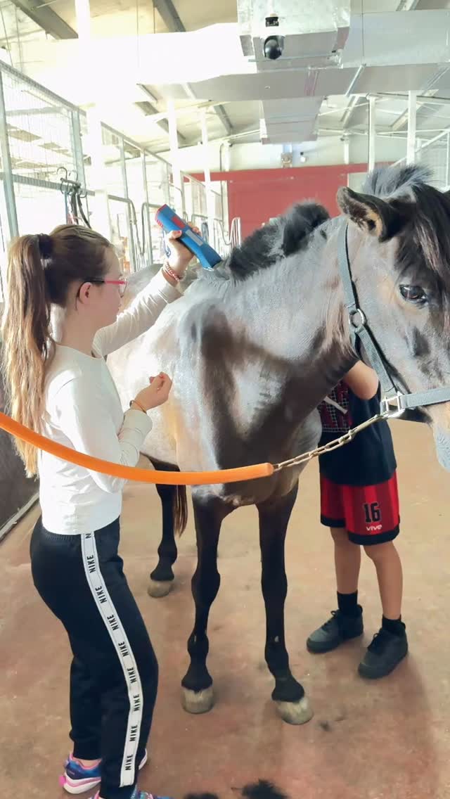 Every detail matters 🐴✂️ Our students taking pride in caring for their horses at Al Marmoom Initiative. Grooming is more than looks — it’s connection, responsibility, and confidence.