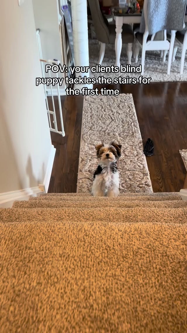 When a client sends me a video like this, I have to stop and just take it in for a minute 🥹
Lucci is a blind puppy navigating stairs for the first time. But what you are really watching is intentional work and training paying off. His guardian started off doing easy things such as starting below threshold, below the level of difficulty, on equipment that let him explore movement and build body confidence without pressure. She used baby gym equipment to help guide him and teach him to stretch his legs out and learn all about his body.
What I cannot teach a client is consistency, patience, and belief in their dog. Lucci’s guardian brought all of that themselves. My job is just to point people in the right direction …they are the ones who do the work every single day at home.
I am so proud of this team.
#positivereinforcement #dogtraining #blinddogtraining #blindpuppy