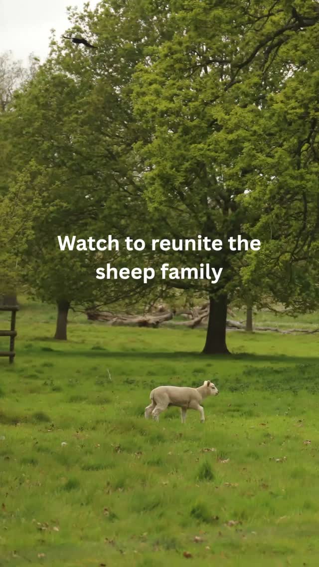 There were so many cute sheep at @blicklingnt 🥹🐑
Keep watching to help reunite the sheep family!!
Seeing all the lambs was definitely the serotonin I needed for the rest of the week! Nature walks are great throughout the year but there’s a special kind of magic in spring when everything’s in bloom and you get to see all new life forming 🐑✨
Text on reel reads: “Watch to reunite the sheep family. Running. So much running (sad face). Getting closer! Reunited (happy face)”
#naturephotography #norfolk #nationaltrust #norfolkwildlife #naturewalk