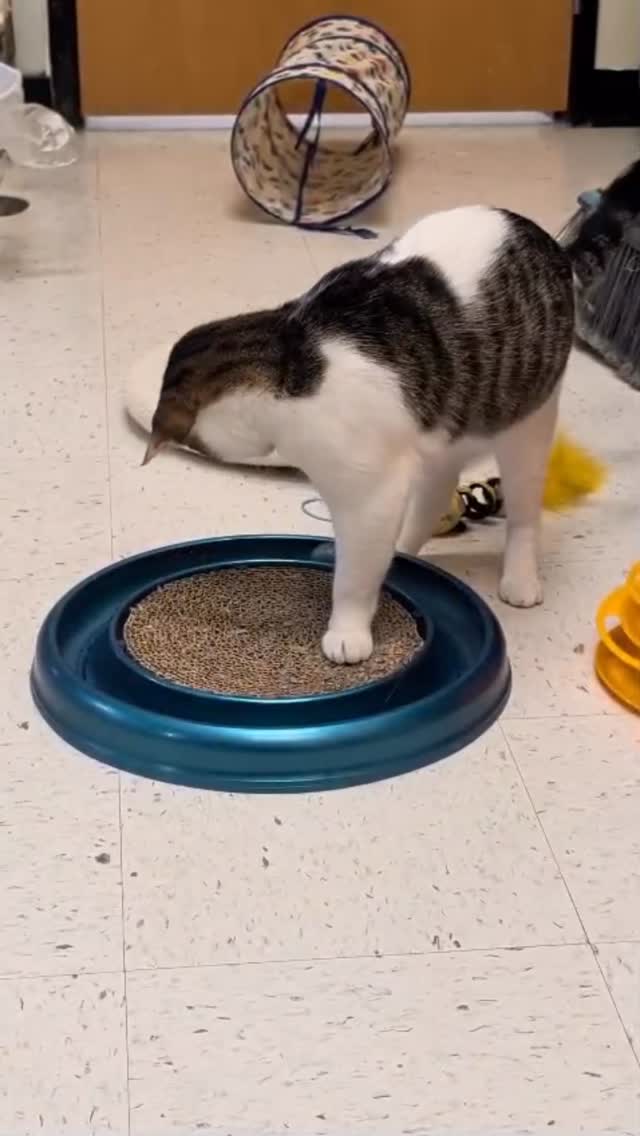 Have you ever seen a cat with better moves on a toy?! Paprika sends it flying one way at full speed, then stops it with a dramatic little backhand like he’s been training for this moment his whole life. And yes — this talented little athlete is currently available for adoption.
Paprika’s mom was a friendly stray who had been abandoned in a neighborhood and gave birth in an open garage. As the kittens got older and started zooming around, they were headed straight for danger.
Thankfully, they were rescued before anything bad could happen.
Now Paprika is living his best indoor life and looking for a forever home. He is a total love bug who comes running for cuddles, lap time, and attention, and he will absolutely wrap himself around your legs for pets. He’s confident, outgoing, friendly, and always ready for fun.
He loves playing with his siblings Wolfie and Cowbell, as well as other cats and kittens, and he’s also comfortable with two small cat-friendly dogs.
Paprika is playful, curious, and full of personality. He loves toys, chasing kitties around, climbing cat trees, and being right in the middle of whatever is going on.
He has excellent litter box habits, is healthy, free-feeds on dry food, and loves wet food.
Since he’s only 1 year old, Paprika needs a young kitty friend under the age of 3 in his new home — or better yet, he’d love to be adopted with one of his siblings, Cowbell or Wolfie, if you’re looking for two. He could also be adopted with another young cat from our rescue that he has bonded with.
Paprika has the skills, the charm, and the cuddles. Now he just needs the home.