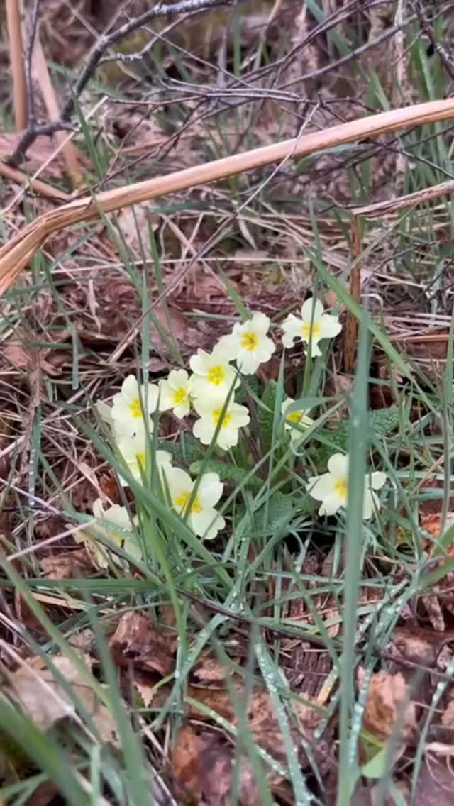Signs of spring at Aigas 🌸🌿🌷🌱