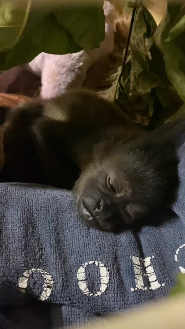 A sleeping baby Nuba. She sleeps with two stuffed animals, a fuzzy pillow, and a heated blanket at night while digesting a full belly of goats milk and leaves.
Melikki’s is a fully licensed rescue and rehabilitation center that works under direct supervision of Primate specialists and Veterinarians.
Primates are wild animals NOT pets.
https://www.melikkis.org (link in bio)
#PanamaWildlife #HowlerMonkey #World_Animal_Protection
#PanamaWildlifeConservation @ProyectoPrimatesPanama