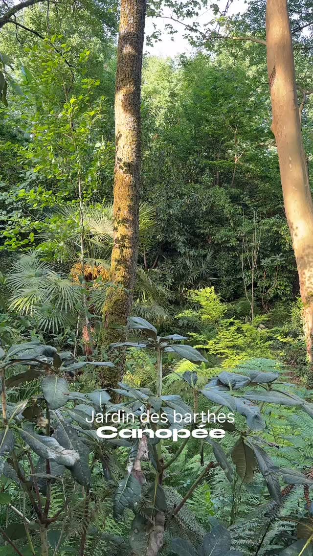 Canopée, la partie sauvage du jardin des barthes
Une forêt jungleuse où tout semble avoir poussé naturellement depuis toujours
🌴le Climat chaud et humide des landes favorisent les plantes subtropicales de terrain acide
🌴jardin des barthes planning d’ouverture à consulter en bio
15mn d’Hossegor 30mn de Biarritz classé remarquable
#jardinremarquable #jardin #tropicalplants #quefairedansleslandes #jungle