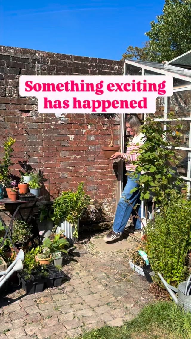 Lemongrass sown from seed last year and now overwintered has made me very happy. I can’t wait to harvest more tasty stems at the end of the summer and yes it grows well here in the UK. Do you want to know my secret? I wrapped the pot in horticultural fleece and then I ignored it! Less is more #herbs #lemongrass #grow #garden