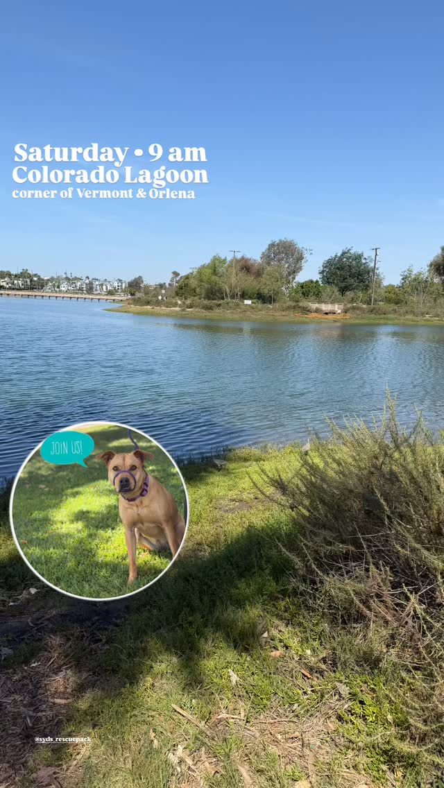 Join us! This beautiful no-intro walk goes past the lagoon and the marina! Some call it a pup parade! Saturday, Colorado Lagoon, 9 am on the corner of Orlena & Vermont. See you soon!
Our walks respect you and your dog’s need for space, help dogs learn to be calm around others and create an opportunity for us to meet and support each other. Walks among others can satisfy our dog’s need to belong and often lead to a long nap afterwards. And if you need help with any behavior challenges, we can offer suggestions to help you overcome or manage them. Please reach out!
Some of our dogs are scared. Some are shy. Some are reactive. Some are friendly, but learning how to be calm around others. We maintain these rules on our walks: a minimum of ten feet from others (unless dogs are together), one dog per handler, a six-foot or shorter leash (no retractables, please) and NO dog intros. It is everyone’s responsibility to keep their dogs safe and safely under control. If you can follow our rules, you are welcome to join us. Please feel free to use a muzzle if your dog would benefit from it. If you’re not sure if your dog would do well at a pack walk, please message us for more information.
#packwalk #longbeachdog