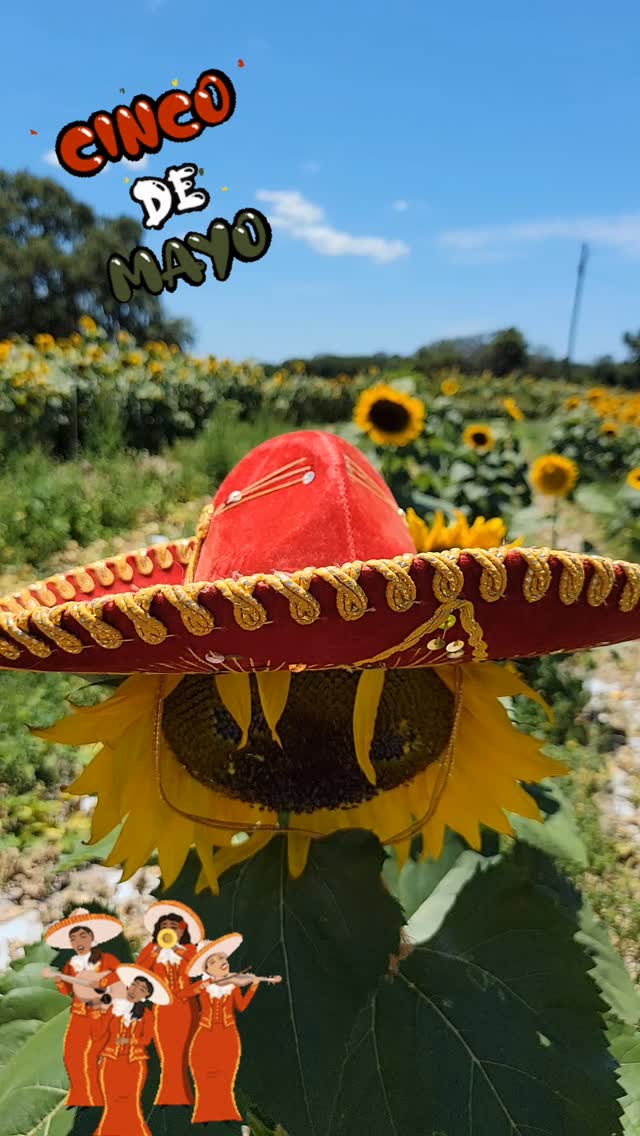 Happy Cinco de Mayo!
#sweetfieldsfarm #sunflowers #tambaybaywithkids #tampabay