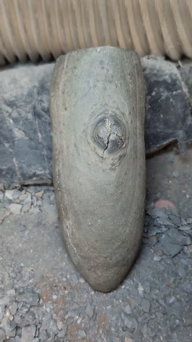 A little nodule I found over the winter and prepared recently.
It's filled with caenisites, microderoceras, promicroceras and cymbites ammonites. They were clearly quite abundant in the sea 190 million years ago!
These stones can quite often look really good when you find them and then won't prepare in the workshop due to poor preservation, it's always a joy to find one that prepares well!
#ammonite #fossil #jurassiccoast #lapidary #fossilpreparation