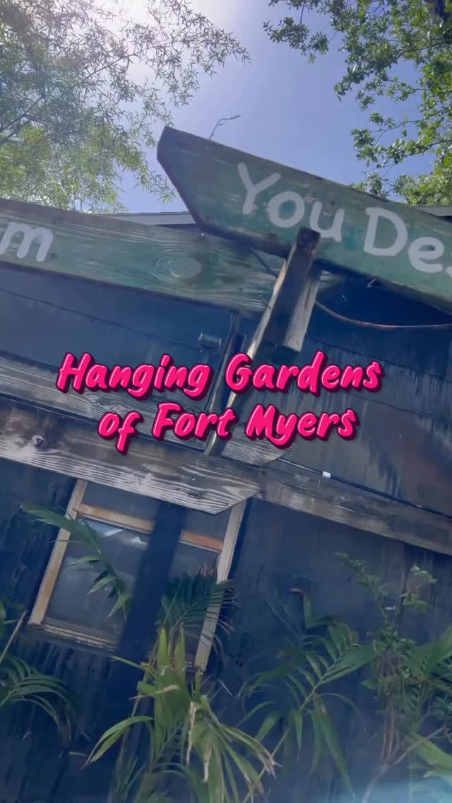 This cute little gem near downtown Fort Myers is home to a peaceful, soul relaxing hang out garden.
The Hanging gardens of Fort Myers is more than a plant shop.
You can come here to read a book at no charge, as long as you can keep the noise down, there are seat available all throughout.
You can also catch a movie on a Friday night, for their Movie Night Sessions. Although I never attended a session, one of their “ Plant enthusiasts” mentioned it to me.
Or you can just buy a plant or two, like me, because there’s no such thing as having too many plants.
🇧🇷🇧🇷🇧🇷🇧🇷🇧🇷
Esta pequena e encantadora joia, situada perto de Downtown Fort Myers, abriga um jardim tranquilo e relaxante, perfeito para passar o tempo e acalmar a alma.
O *Hanging Gardens of Fort Myers* é muito mais do que uma loja de plantas.
Você pode vir aqui para ler um livro gratuitamente — desde que mantenha o silêncio —, há assentos disponíveis por toda parte.
Toda sexta-feira tem sessão de filme gratuito. Embora eu nunca tenha participado de uma sessão, um dos “entusiastas de plantas” do local me contou sobre isso.
Ou você pode simplesmente comprar uma planta ou duas — como eu fiz —, afinal, não existe tal coisa como “ muita planta” .
#fortmyers #floridatravel #southwestflorida #hanginggardens