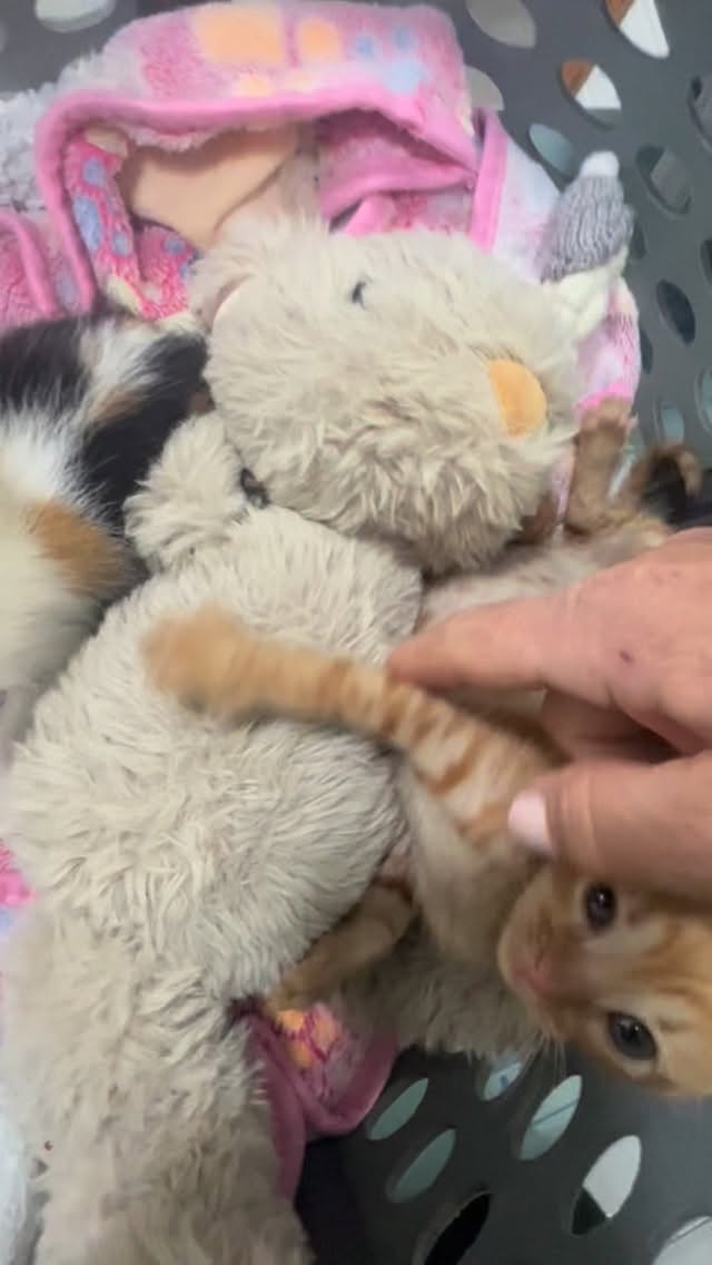 Niet weer… 🥲
Gisteravond ging ik terug voor de eerste controle sinds de kleintjes “ontslagen” waren uit het animal hospital… en ik ging erheen met zoveel vertrouwen.
Drie kleine, drukke, speelse kittens. Zoals het hoort. Zoals je zo hoopt. 🐱🐱🐱
Ze werden zó warm ontvangen. In die paar dagen hebben ze echt harten gestolen bij iedereen daar. Overal hoorde ik “oh’s” en “ah’s”… en meteen de opmerking: het gaat goed hè?
En op dat moment was ik daar ook van overtuigd.
Ze speelden, ze aten, ze waren ontzettend levendig, erg druk zelfs. Eindelijk leek alles de goede kant op te gaan.
Tot de röntgenfoto’s 😞
En in één klap was alles wéér anders.
Bij Dougie is er ineens vocht rond zijn hart en in zijn hartzakje gezien… iets wat er bij zijn ontslag nog niet was. Waar eerst de longen het probleem waren, zit de infectie nu rond zijn hart.
Ik kan niet uitleggen hoe hard dat binnenkomt.
Net als je denkt dat je er bent… begint het weer opnieuw 🥲🥲
Ze zijn meteen weer opgenomen. Niet alleen om de infectie aan te pakken, maar ook omdat er nu echt gezocht moet worden naar het waarom. Waarom krijgen deze kleintjes dit? Is het iets genetisch… of speelt er iets anders?
En dus liep ik weer naar buiten… weer met een lege transportkooi.
En weer kom ik thuis in een huis dat ineens weer stil voelt, met hun mandjes leeg.
Het voelt zo oneerlijk.
Ze vechten zo hard… en toch blijft het onzeker.
Ik zit opnieuw in die wachtmodus. Vol hoop, maar ook opnieuw vol zorgen. 🥲
Dank jullie wel dat jullie zo meeleven, voor alle berichten, steun en donaties. Echt… dat helpt ons hier doorheen, meer dan jullie misschien beseffen 🤍