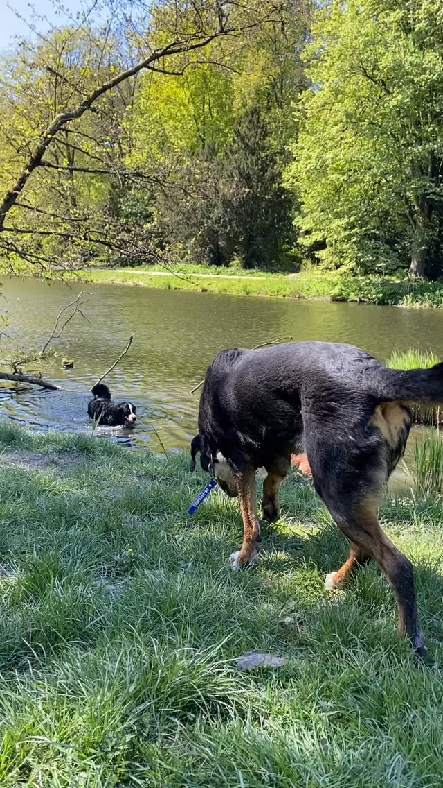 Soms mis ik de hondjes wel eensโฆ maar hoe fijn is het dan om af en toe even bij te kunnen springen op dagen als het nodig is! Lekker op stap met Wendy en ; Ben, Sam, Bo, Cooper, Fendi, Norah, Bennie & Storm โ๏ธ๐ช๐ป