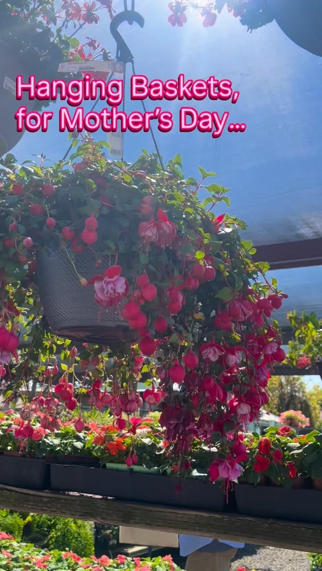 Mother’s Day is this Sunday!!
When it comes to hanging baskets, it’s a no-brainer. You know Mom is gonna love it!! We have some absolutely stunning inventory right now. Stop in and pick one up in Mom’s favorite color. You’ll find something for Mom around every corner.