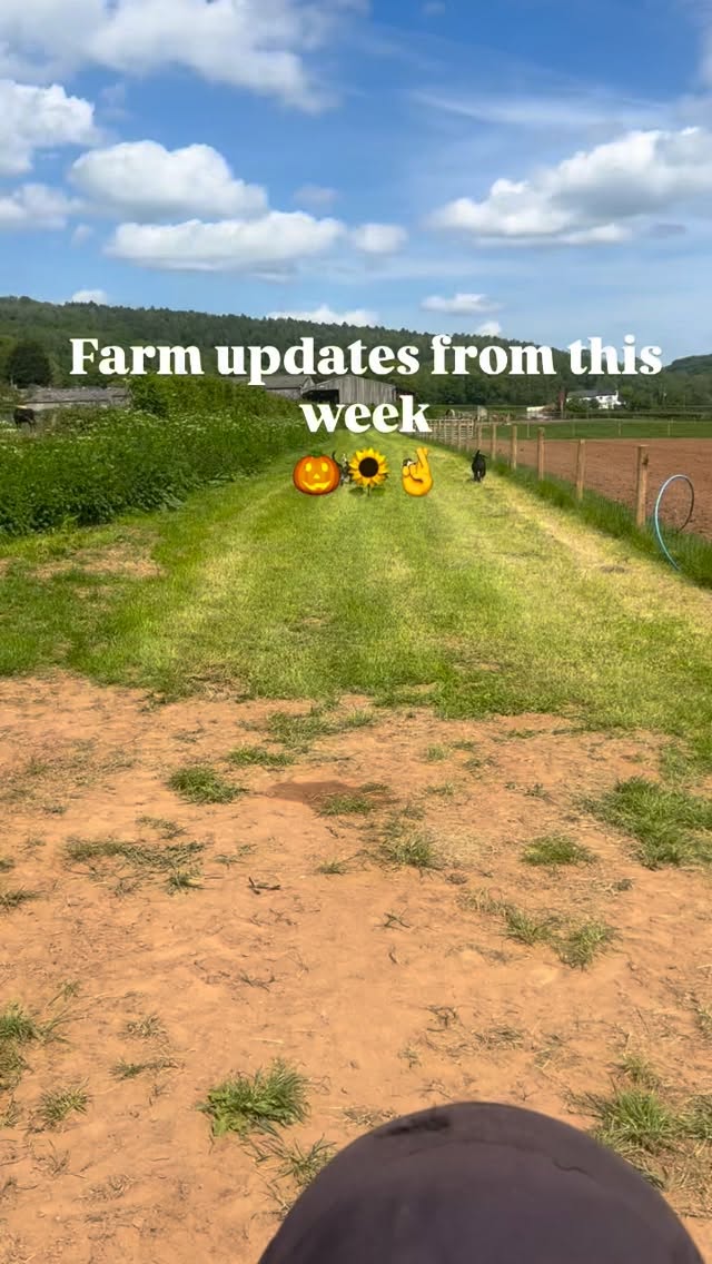 Few things happened this week on the farm…
🌱 - Matt baled the first of our hay using our own baler!
🎃 - paddock all ready for pumpkin planting
🌻- planted and hopefully the 🐦⬛ don’t eat all the seeds!
🌉 - bridge fixed and fenced
🐐 - x2 baby goats, waiting on two more to kid!
🐶 - dog show prep well and truly underway!
📆 - Open Farm & Dog Show Sunday 17th May
Tickets available on the website
#workingfarm #lowerhousefarmwales #openfarm #pumpkinpatch #sunflowers