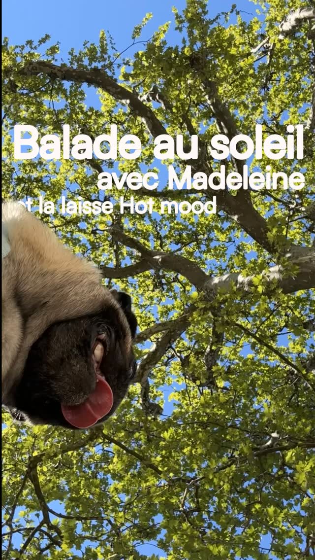 Semaine chargée, to-do liste infinie, des trucs à régler dans tous les sens 🫠 mais on a quand même trouvé le temps de profiter du soleil avec Madeleine ☀️ et franchement, rien de tel pour recharger les batteries 🐾