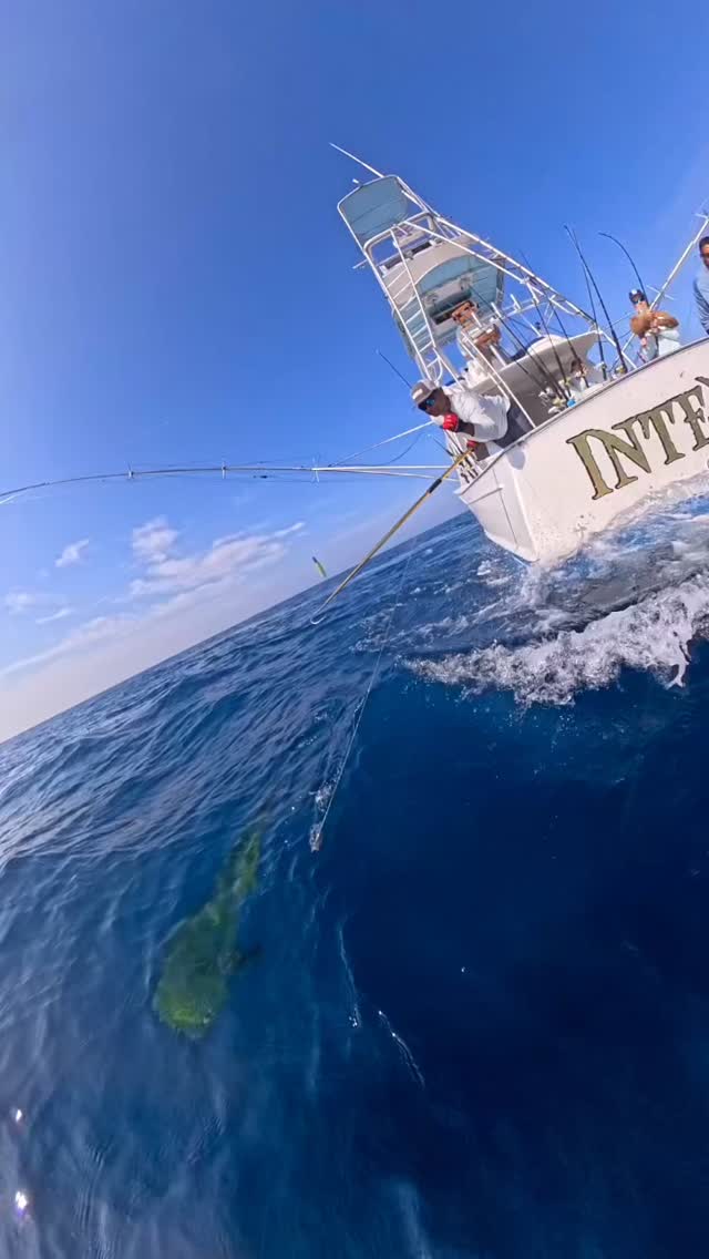 Nice Mahi for Lunch. Fish w/ INTENSITY!!!