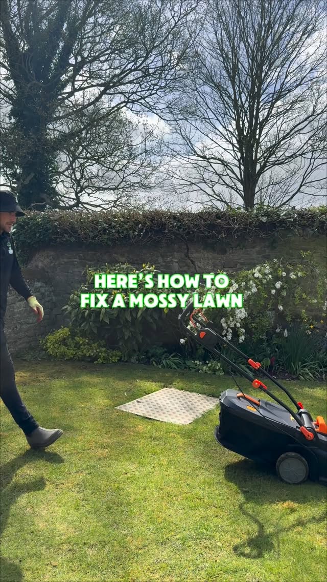 Have you got a lawn that is full of moss and are wanting to turn it around in time for those summer bbq’s? Then let’s talk about how, with the right products and process, you can get your lawn looking green and healthy ⬇️
1) We always start with this step, mow the lawn.
2) Remove weeds and scarify (4 to 5 directions if you can).
3) Rake up all the debris from scarification and give it a quick mow over again.
4) Apply grass seed all over, if there are lots of bare areas you may want to go heavier on the application here.
5) Apply the top soil, spread these around evenly helping tuck the seed in and level out any bumps.
6) Apply the moss edition, this will help decompose any remaining moss or thatch that scarifying missed, but also feed the lawn.
7)Water in, twice a day if no rain is due 🌱
garden | gardening | lawn care | lawn | green grass