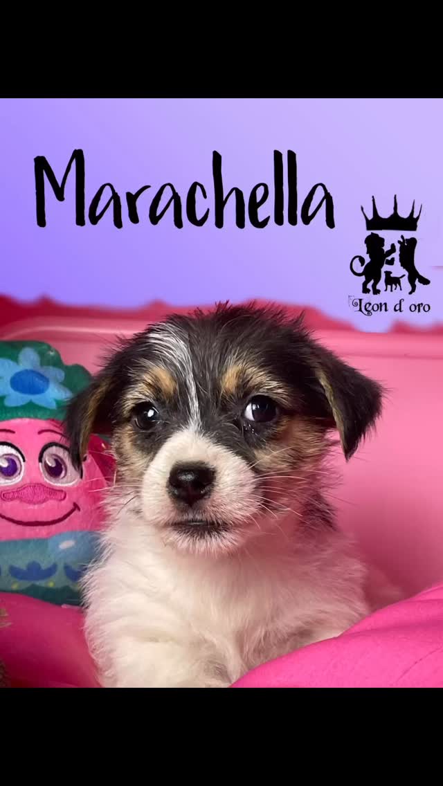 TOC TOC ✊ …C’e’ qualcuno per MARACHELLA??? ❤️🥰😍🐾🏡 #jackrussell #cucciolijackrussell #leondorofamily #allevamentojackrussell