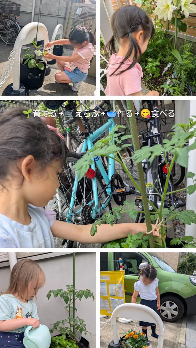 🌱育てる → 🛒えらぶ → 🥣作る → 😋食べる
心を込めて育てているバジルと、
子どもたちがスーパーで選んだトマトを使って、
オートミールピザとカンツォーネ風餃子を作りました。
自分たちで育てた野菜を使うと、
苦手だったバジルやトマトも特別な味になるようです🍅✨
暮らしの中には、たくさんの学びがあります。
#モンテッソーリ #モンテッソーリ教育 #イマココモンテッソーリプリスクール #食育 #クッキング活動 生活教育 子どものいる暮らし 幼児教育