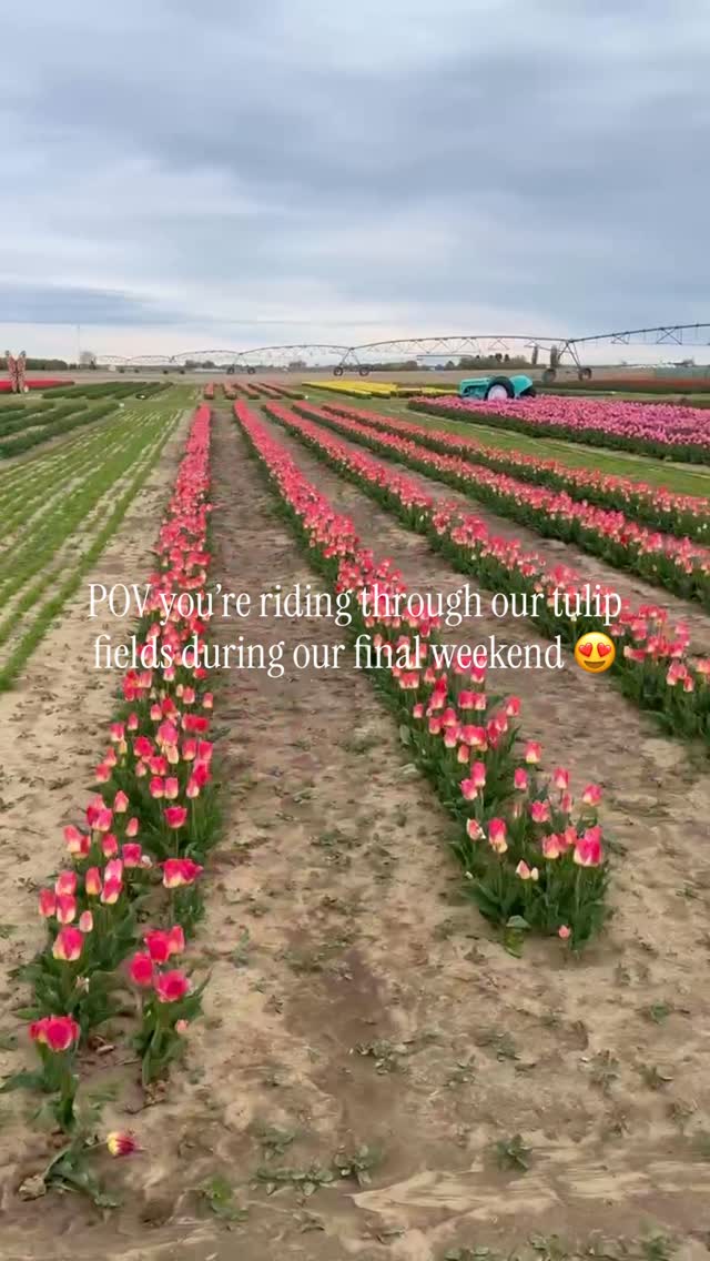 Hey Eastern Washington! This is the LAST weekend of our tulip season here at Palmer’s Adventure Farm! Most of our tulips are still in full bloom and look GORGEOUS! Join us this Friday - Sunday for the stunning weather, and help us close our amazing first ever tulip season! Thank you, all who have come out so far. If you haven’t, NOW is the time!
Visit our website for festival hours, more information, and discounted tickets: palmersadventurefarm.com
🕚 Open Friday-Sunday
📍 Palmers Adventure Farm
576 Rd O NE, Moses Lake, Washington.