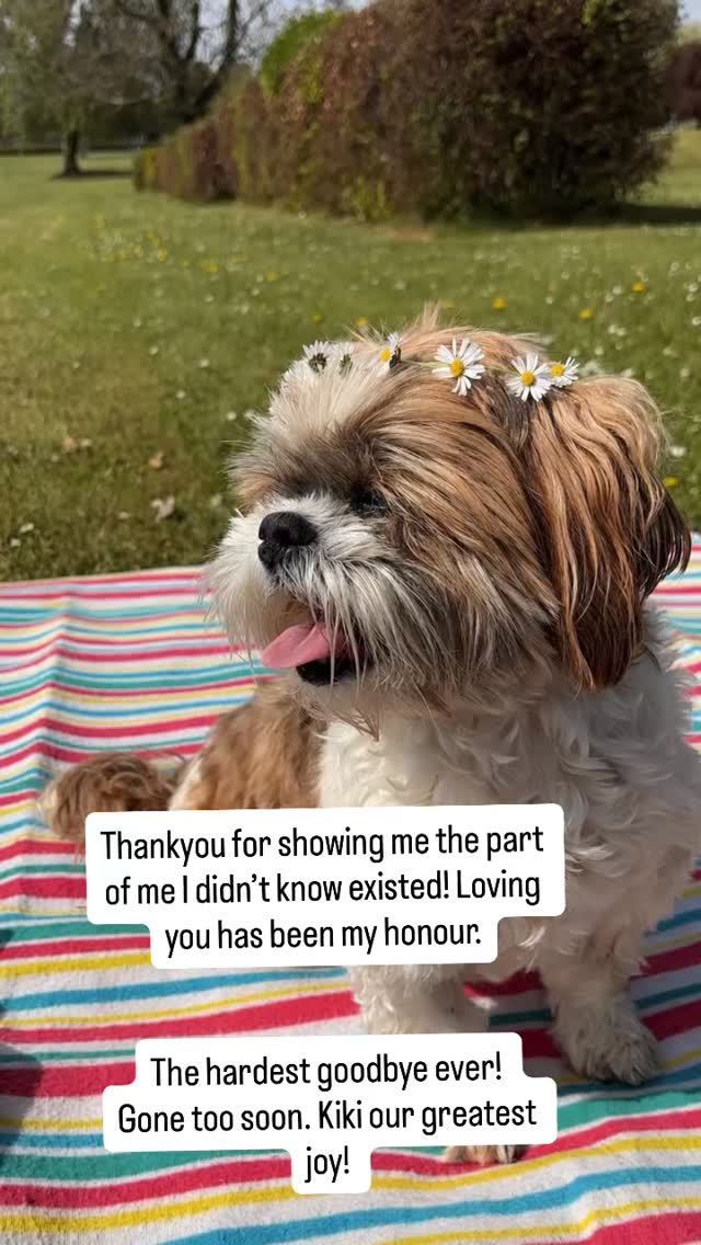 Our sweetheart Kiki left us without much warning…
one last way of loving us, by sparing us the pain.
She changed our lives forever.
What a joy it was to love you.#welwyngardencity
Forever in our hearts.
Run free, my love ❤️