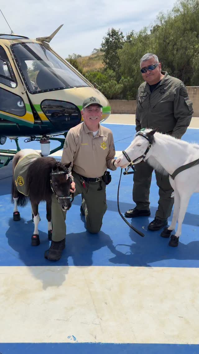 Black Pearl has years of helicopter experiences but for Lily Blue this was her first time being in close proximity of a takeoff and landing. Steve kept her focusing on interacting and because of their bond she handled it well. @lasd_lhs @lasdhq @minitherapyhorses #minitherapyhorses #horse #wellness #compassion #helicopter #community #trainer #desensitization #exercise #mare #unicorn