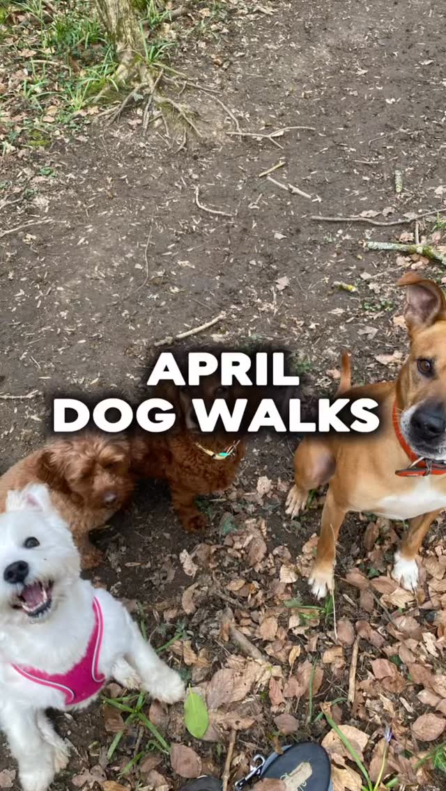 Some clips from our walks in April, lots of fun in the water with the nicer weather
#chalfontstpeter #chalfontstgiles #gerrardscross #dogwalker🚶🏻♂️🦮💨 #dogtrainer