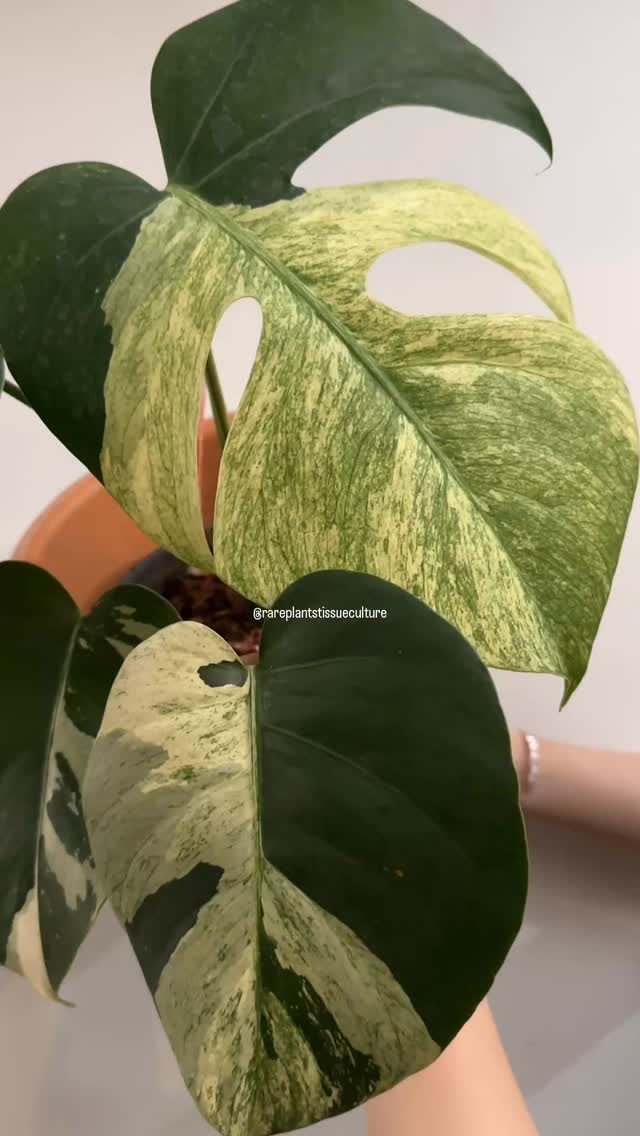A truly gorgeous and rarer Monstera Mint Matcha, just one available in this pattern at the moment.
#monstermintmatcha #rareplants #monstera #raremonstera #monsteralovers
using this Justin Bieber song did we all see that coachella performance I MISSED THIS this song gives me so much serotonin