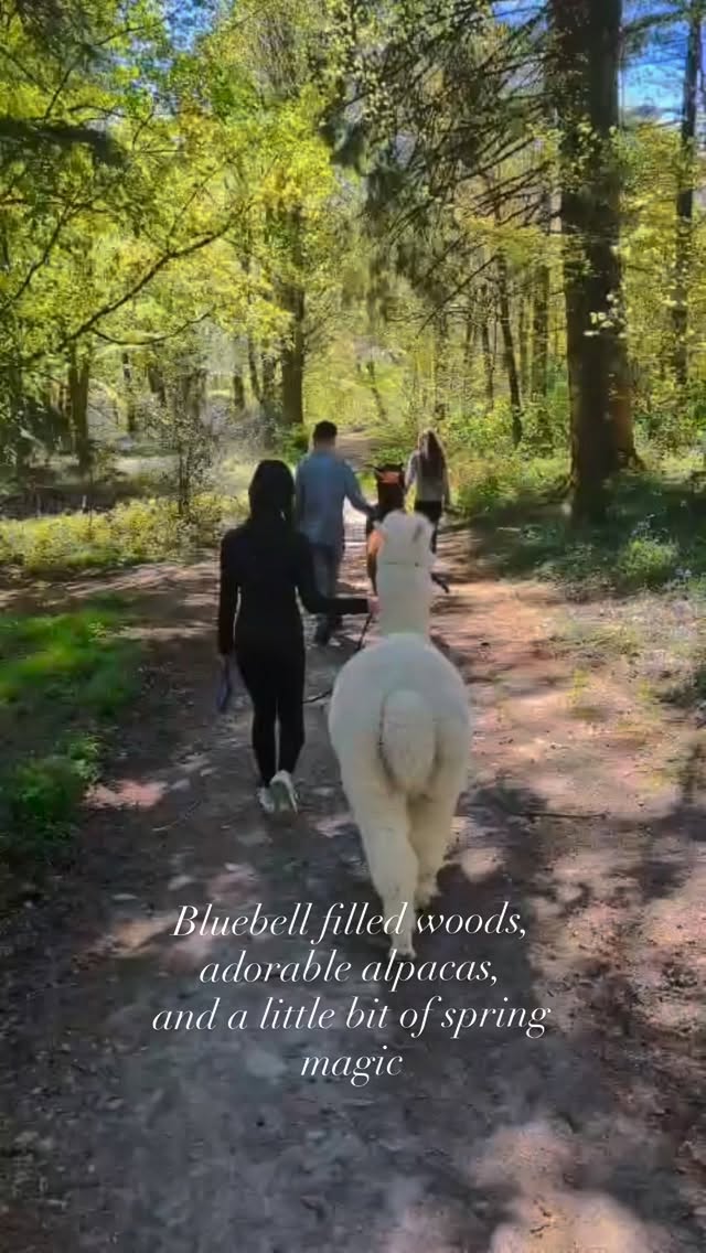 Somewhere only we know…
through the woods, past the bluebells,
with alpacas leading the way
A little moment of peace in Cartmel,
where time slows down
and the world feels quieter for a while. #cartmel #lakedistrict #alpacas #experiencemore