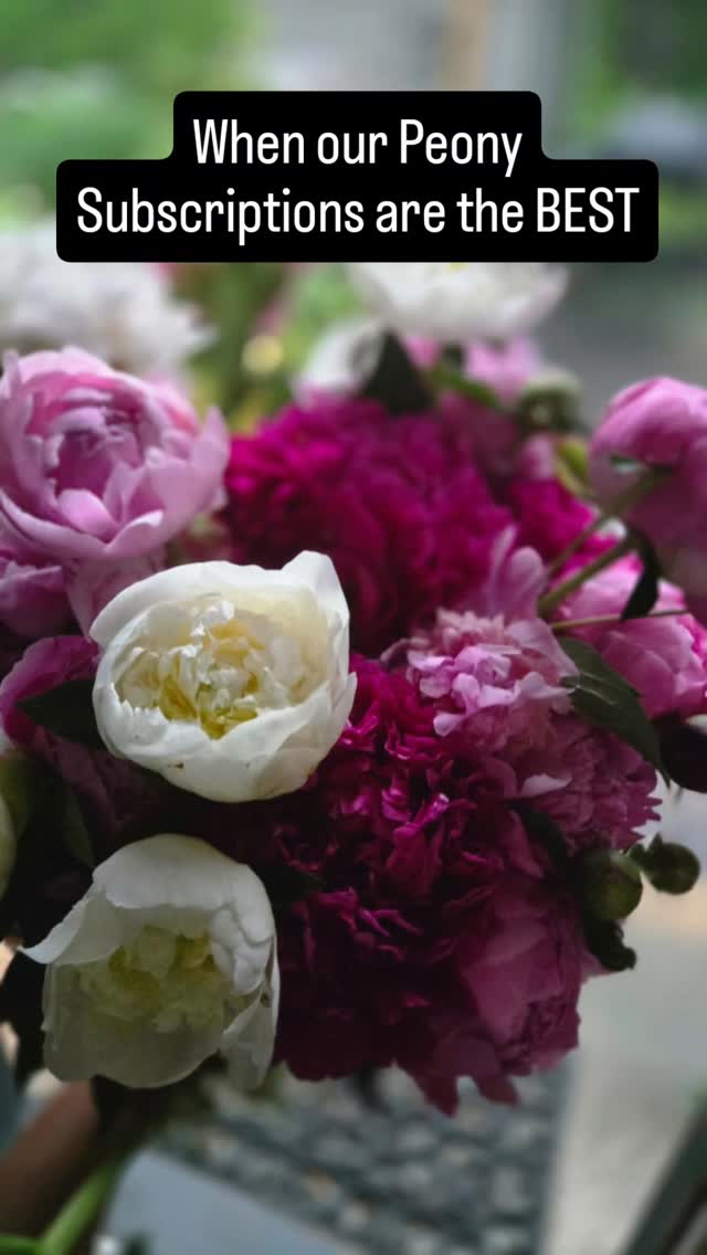 Mother's day is coming up and we have the PERFECT gift. Our Peony Subscriptions!!!! Problem solved, 3 weeks of 3 GORGEOUS Bouquets, filled with locally grown, native and heirloom peonies and other spring blooms. Order your Subscriptions or bouquet today. Bouquets that steal the show. 💐💐👩🏽🌾🙋🏽♀️✔️💯