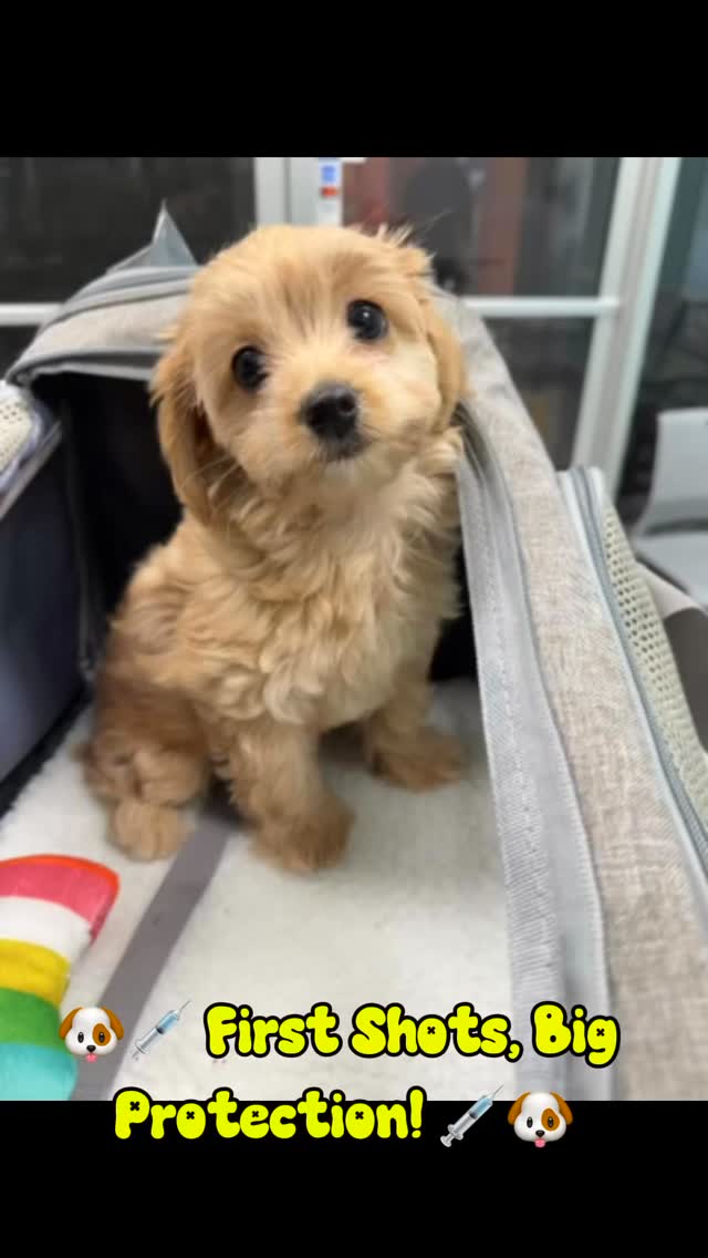 🐶💉 First Shots, Big Protection! 💉🐶
At Fontes Animal Clinic, your puppy’s first vaccines are the key to a healthy start in life 💙
Our team makes sure your little one is protected from common diseases while guiding you every step of the way:
🩺 Gentle wellness exam
💉 Core vaccines (Distemper, Parvo & more)
🦠 Deworming & parasite prevention
📋 Personalized vaccine schedule
Because every strong, happy dog starts with the right care 🐾✨
📅 Book your puppy’s first shots today!
#FontesAnimalClinic #PuppyShots #FirstVaccines #HealthyPuppy #VetCare PuppyLove PetHealth