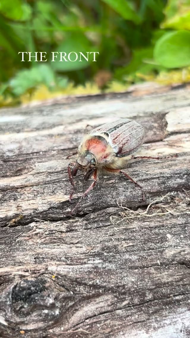 May Bug or Love Bug? 🩷
Looking for love in all the wrong places, we found this beetle - also known as a cockchafer - having a party with the moths in our moth trap. His snazzy pheromone-catching anntennae were sidelined by the pull of the “moon” (also know as our strobe lightbulb). Try again next time, buddy - never forget you’re fabulous🪲
#EnvironmentalEducation #NaturedaysAtAigas #WildlifeEducation #AigasFieldCentre #VisitScotland