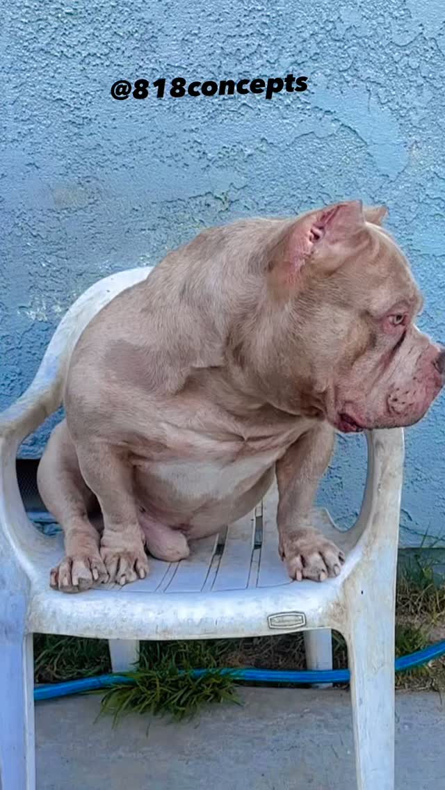 Big Rich is quite the beast 🤯🤯🤯
Even if he does look kinda like a cartoon character with that big ol head and front end 😂🥰❤️
DM for stud info…you too can make yourself a living stuffed animal like him 😆❤️
From the 818/LABD Megladonna X Okalani Haka pairing 🥰 yep, direct Haka son chillin’ in SoCal ❤️
#818concepts #thebullyobsession #extremebully #americanbully #dogsofig