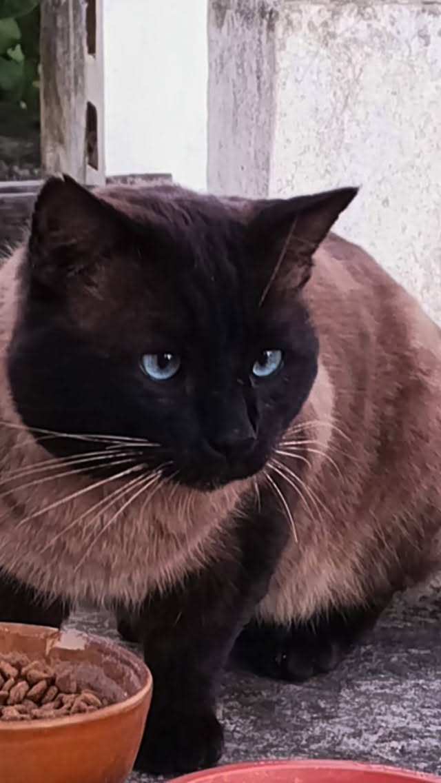 Nieuwe opname 💔
Ongeveer vier weken geleden kreeg ik een bericht van een Spaanse dame: er liep een grote, prachtige Siamees rond met een zwaar gewonde voorpoot. De poot hing er verlamd bij. Hen pogingen om hem te vangen mislukten steeds.
Ik kende deze kater al bij het zien van een foto, hij kwam af en toe eten bij een van mijn voerpalen, maar nooit regelmatig genoeg om hem eerder te kunnen vangen voor castratie.
Na het bericht ben ik meerdere keren op zoek gegaan met een vangkooi, maar zonder resultaat. Hij was nergens te bekennen. Ik begon het ergste te vrezen… tot vandaag.
Mensen uit de buurt waar hij leeft hadden hem op hun terras. Hij was duidelijk vermagerd en had enorme honger. Met een geleende vangkooi is het hen gelukt om hem te vangen en naar Esther te brengen.
Daar bleek hoe ernstig het was: een open breuk, inmiddels zwaar geïnfecteerd. Het idee dat hij hier al minstens 4 weken mee rond loopt, breekt je hart.
Zijn voorpoot was niet meer te redden en is direct geamputeerd.
Deze ontzettend knappe, grote kater is nu bij ons in The House of Hope om te herstellen. Ik ga hem rustig observeren om te zien hoe sociaal hij is, en of er in de toekomst adoptiekansen zijn, of dat hij uiteindelijk toch gelukkiger is in vrijheid, in zijn eigen kolonie.
Dat is nu nog niet te zeggen.
Voor nu is hij vooral nog versuft van de operatie en de pijnmedicatie.
Arme lieverd… 😞
