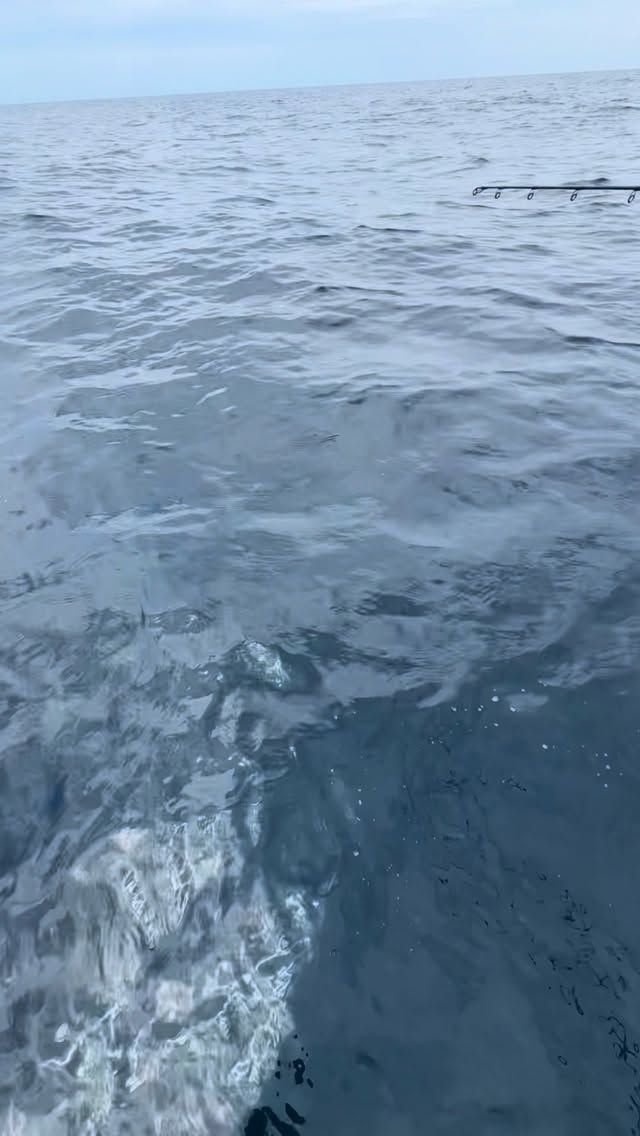 You can keep your 16oz leads - I’ll choose this everyday. Fun fishing for some mingos today on the runt rod. Only kept a few for some tacos. I love it when grown men giggle on my boat. Thanks, guys.
Notice how much of a difference polarized sunglasses make. We still use the @pelagicgear glasses to cut through the water.
#tennessee #vacation #fishingcharter #30a #fishing
