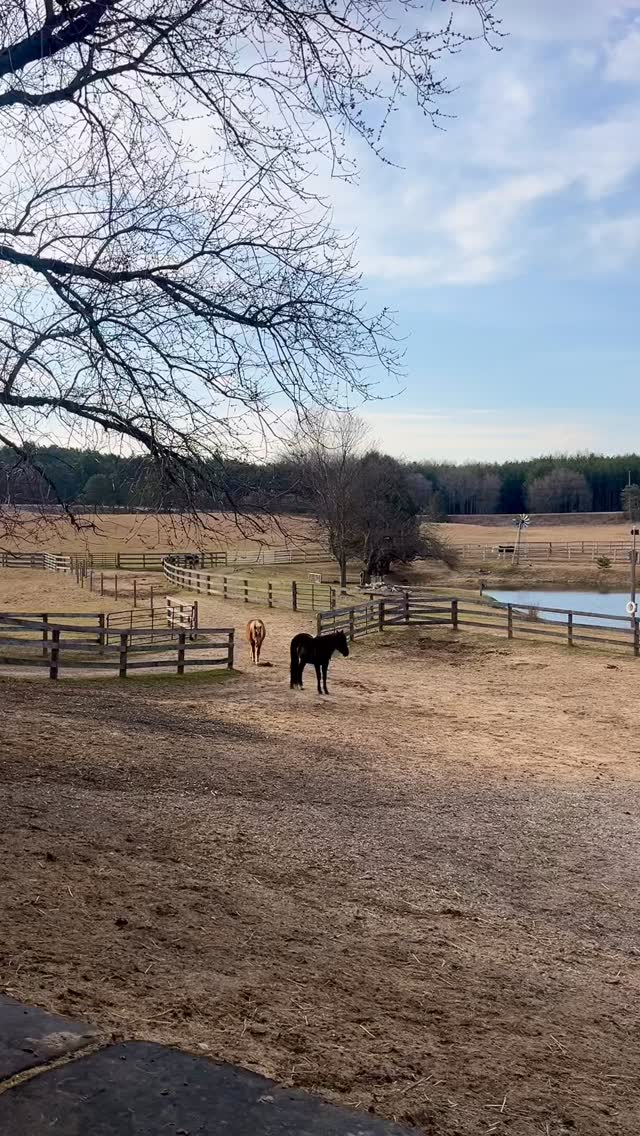 Ready for breakfast, supported by good quality supplements
Available at OnTotalWellness.com
#horsesupplements #equinewellness #tracksystem #horselove #naturalhorsecare