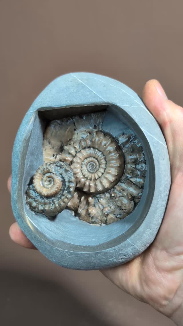 Two Microderoceras that washed into the same area of sea floor 195 Mya. They now nestle within the Jurassic rock having been exposed after their lengthy slumber.
This piece has been prepared on both sides and has a hand polished border. The larger Ammonite measures 8cm across.
This fossil was found on Stonebarrow, Charmouth beach, Dorset.
#ammonite #shiny #ancienthistory #jurassic #museum