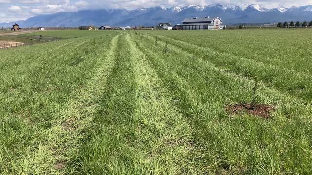 NW #Montana #pasture hedge #trees #farm #permaculture