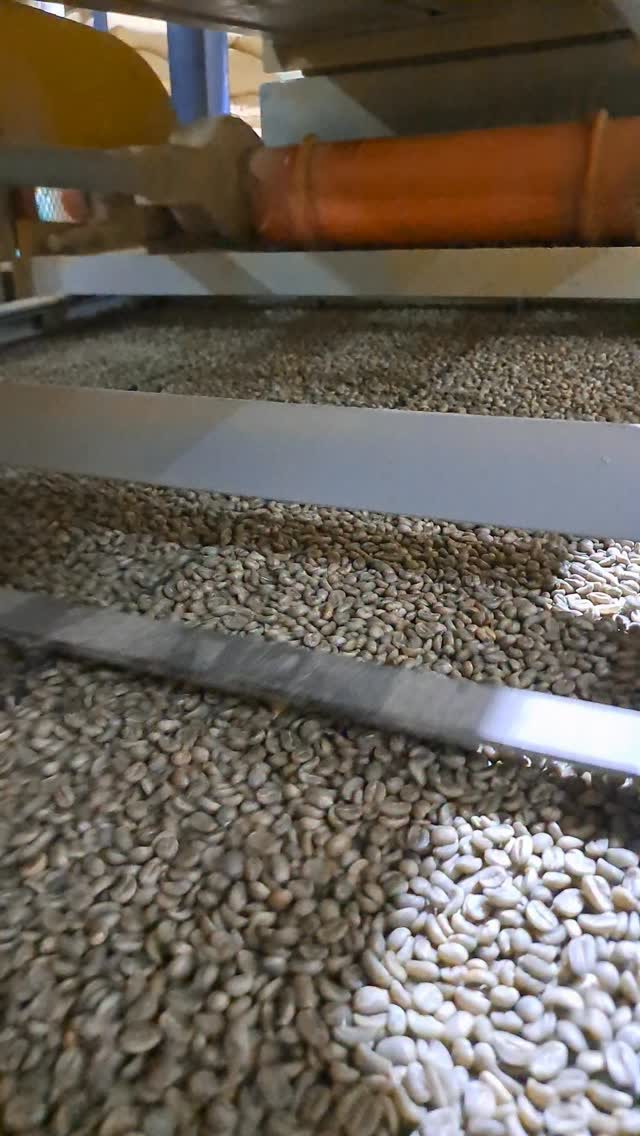 it’s hulling time! Get orders in soon—especially Europe, where we do 100% preorders (contracts) with no spot. Fighting poverty through high-cupping specialty coffees (microlots & volume options).
🔗 DM or see contact link in our profile.
#carbonicmacerationcoffee #cofermentcoffee #microlotcoffee #naturalprocess #honeyprocess #thirdwavecoffee #anaerobiccoffee #pacamara #directtrade #directtradecoffee #woc #sustainablecoffee #biodynamiccoffee #coffeeroaster #coffeesorting #coffeeroasting #coffeefarm #sampleroasting #goldmtncoffee #coffeefermentation #nicaraguancoffee #worldofcoffee #nofilter #maracaturra #geishacoffee #maragogype
