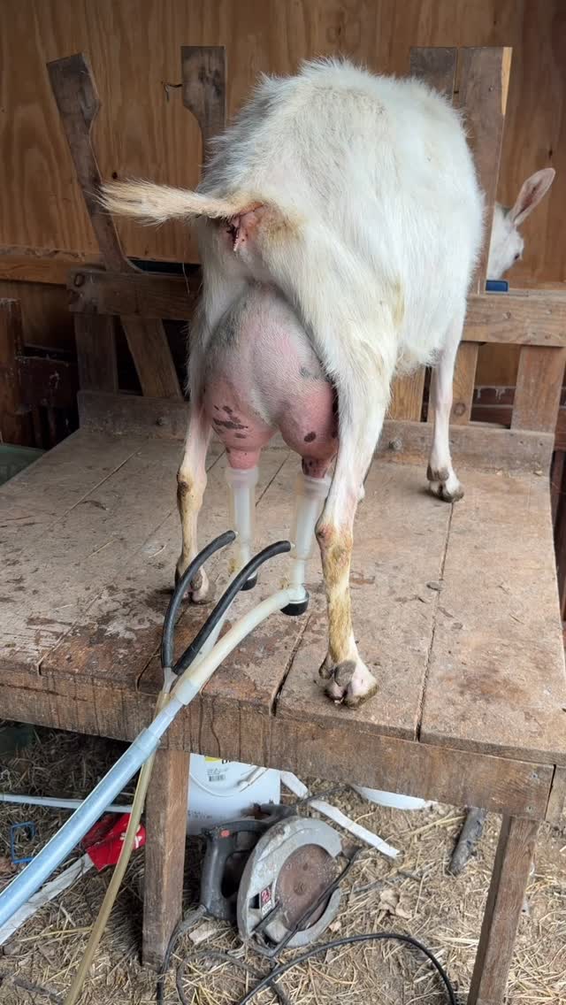 Just because it's raining....life with goats #goatfarmer #goatlife #omgitsraining