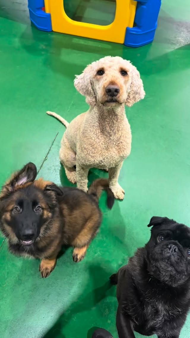 Bertie…..Your’re a star 🌟