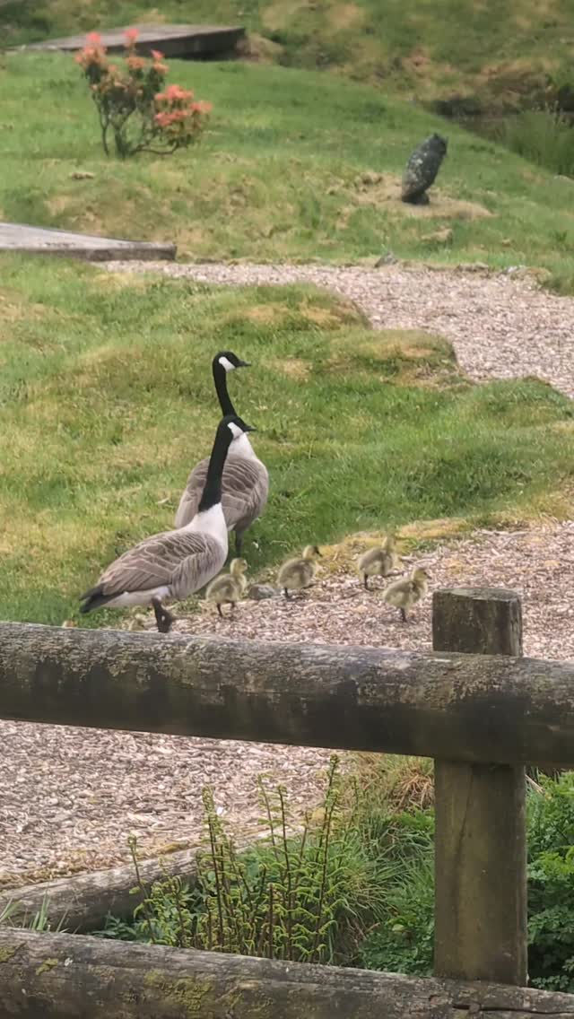Morning walks 🥰 Can you spot the bunny? 🐇
.
.
.
.
#wildlife #canadiangeese #gosling #cute #countrylife
