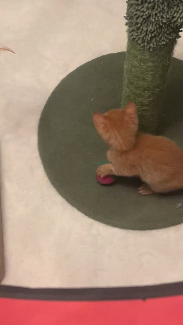 Look who are back!! ❤️
Met een flinke tas vol medicijnen en onder nauwlettende observatie mochten ze gelukkig vandaag weer naar huis. Bij de kleinste verandering trekken we natuurlijk meteen aan de bel bij de kliniek.
Dat de kleintjes daar ontzettend blij mee zijn, hoef ik eigenlijk niet te vertellen, dat laten ze zelf meer dan duidelijk zien. ❤️