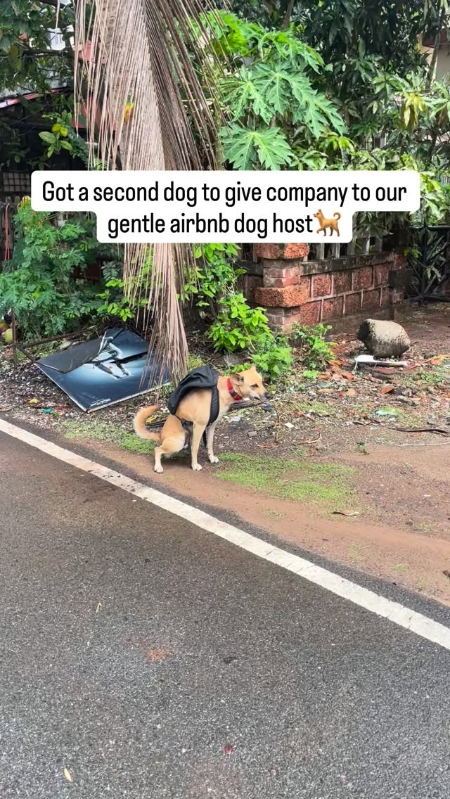 Thought Miku would be Chiku’s best friend.
He is. Just not peacefully.
They fight all day and then team up to charm every single guest who walks in.
I don’t know whether to be annoyed or proud honestly.
#goa #travel #airbnb #southgoaairbnb