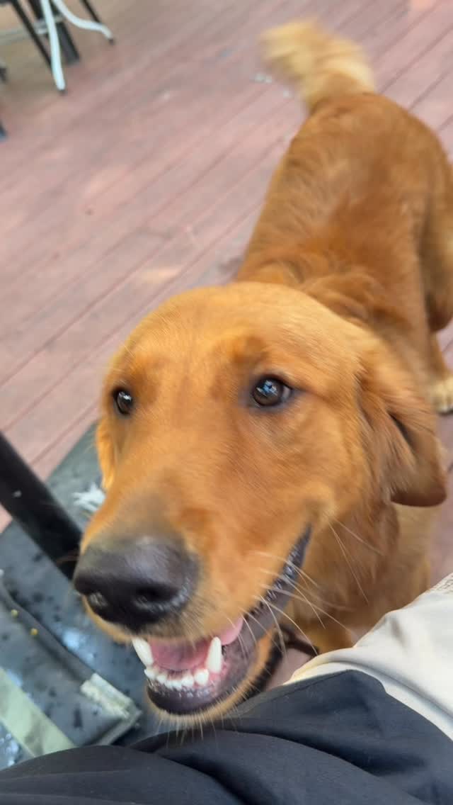 Meet the charming Jack! 🥰 Unfortunately, due to his parents going through a divorce, he has been returned to me and is now available for adoption. If you’re interested, feel free to DM me for more details! 😊
He is 8 months old, extremely smart and just wants to please, highly trainable. He will be a stunning dog when he matures.
He’s a very special dog