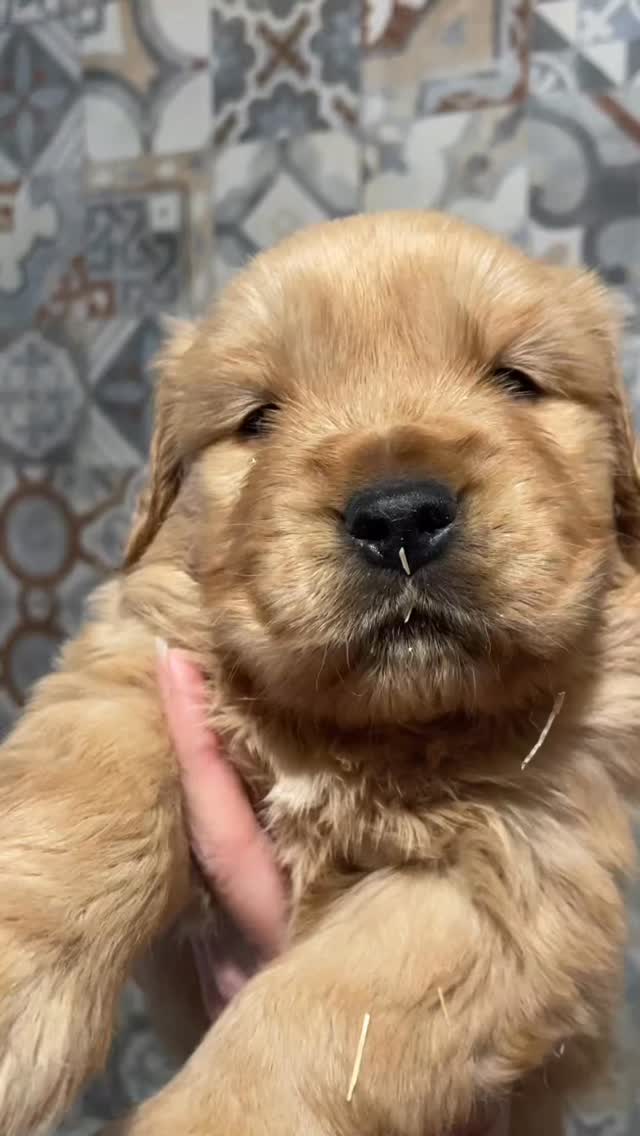 🥰🥰🥰#cuccioligoldenretriever #allevamentogoldenretriever #americangoldenretriever