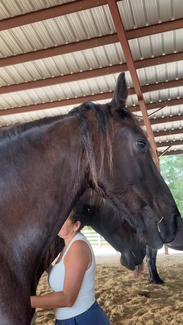 Sometimes healing looks like standing between two horses… and finally feeling safe.
#healing #ranchoreposo #thingstodoinocala #friesanhorse #experience