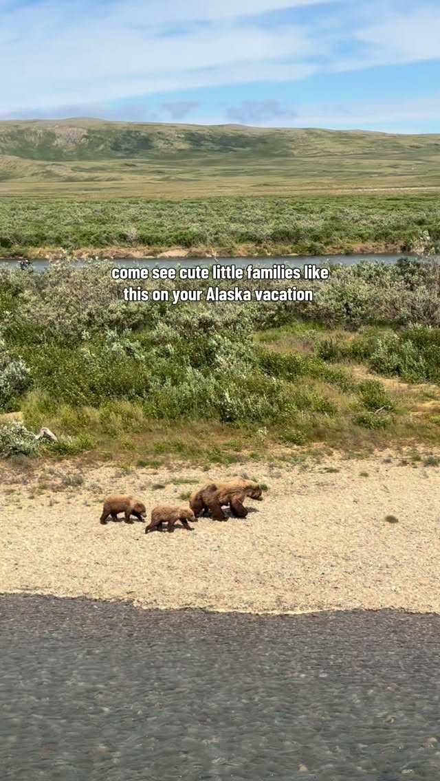 come see cute little families like this on your Alaska vacation with Lake Clark Resort
#alaska #vacation #reels #katmai #bear
