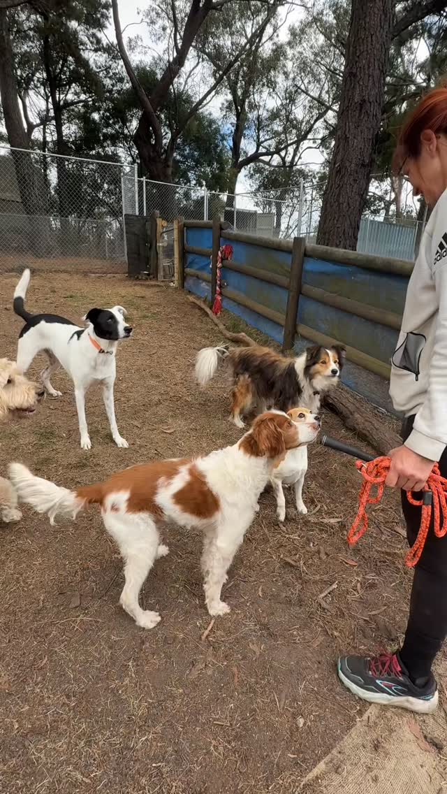 We think there is something really cool about dogs that know how to catch treats.
Simply also because our dogs can’t and we always admire a dog with some competent life skills.
It’s the category of skill like whistling with using fingers, opening a beer bottle with a lighter (that was before twist tops) and similar super powers like that.
See our super treat catcher heroes showing off their skills
Gilbert the groodle
Fly the border collie
Zoey the beagle
Alfie the Brittany
Archie the Aussie Shepherd
#DogHotel #DogLovers #PetResort #HappyDogs #DogBoarding
@sheila78262 @_rhiannan