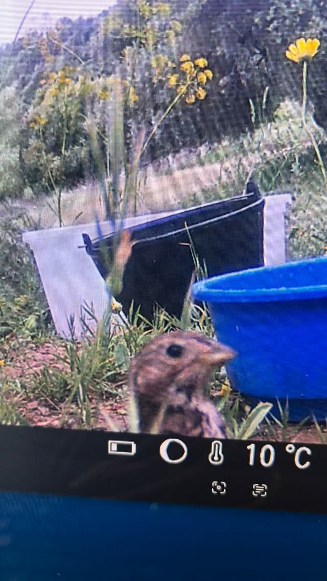 Ik denk dat Klaasje en Karlijntje voortaan eerst een verkenner sturen voordat ze naar hun voerplek komen 🐦😉.
De vangkooi en de operaties zijn ze duidelijk nog niet vergeten. Live houden ze nog steeds afstand, maar ik wil wel weten hoe het met ze gaat. Daarom staat er een wildcamera bij de voerplek.
Gelukkig zijn ze dankzij de Stronghold-pipetten, die ik tijdens de narcose heb kunnen toedienen, volledig vrij van teken, vlooien en mijten.
Vanaf volgende maand krijgen ze weer antiparasitaire tabletten verstopt in iets lekkers. Dan moeten ze me alleen wel weer wat meer vertrouwen, zodat ze het lekkers dat ik van een afstandje toegooi, aannemen.
Zo belangrijk 🙏🏻