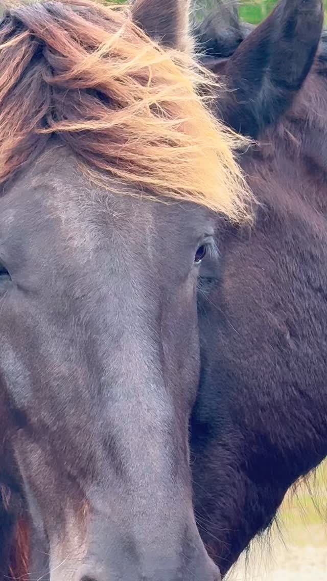 Deep into the Savannah…
where silent conversations go deeper than words.
#ranchoreposo #friesanhorses #healing #thingstodoinocala #friesanhorse