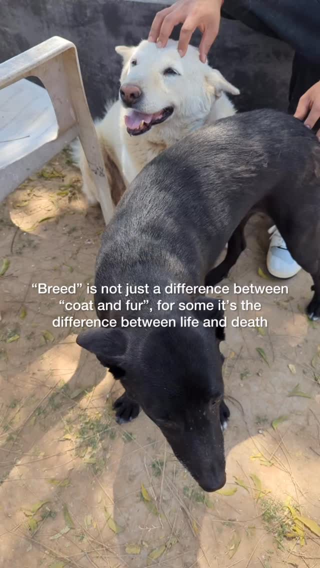 āBreedā isnāt just a difference between coat and fur.
For some, itās the difference between life and death.
The indie is overlooked.
The pedigree is chosen.
One gets a home.
The other gets left behind.
Adopt without bias.
Because every life deserves more than a label.
.
.
.
#redpawsrescue #adoptdontshop #indiedogs #rescuedogs